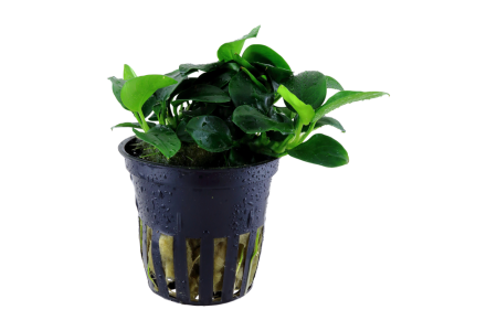 Preview: Anubias Petite von Tropica